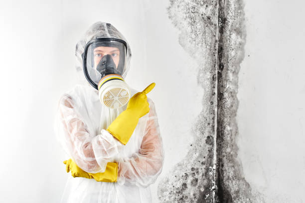 Why You Should Choose Our Mold Remediation Services in Lorena, TX